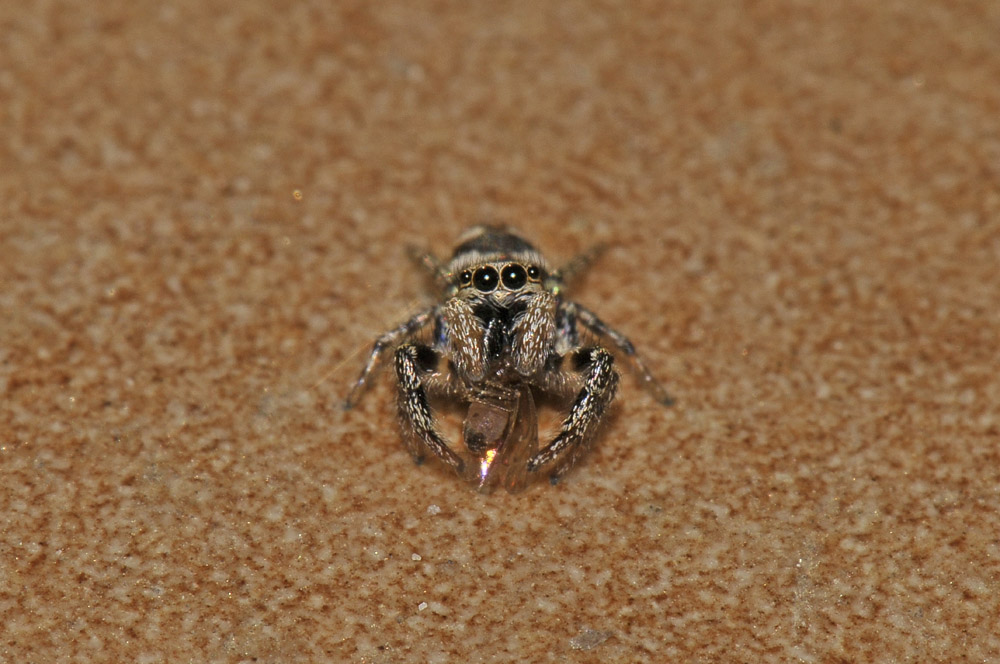 Maschio subadulto di Salticus scenicus - Avigliana (TO)